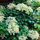 Kúszó hortenzia - Hydrangea petiolaris