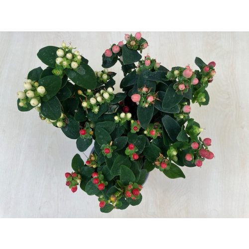 Bogyós orbáncfű - Hypericum androsaemum