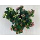 Bogyós orbáncfű - Hypericum androsaemum