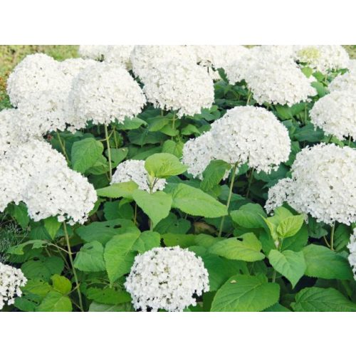 Cserjés hortenzia 'Annabelle' - Hydrangea arborescens 'Annabelle'