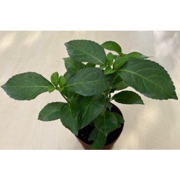   Fátyol Hortenzia "French Bolero Pink" - Hydrangea Macrophylla hibrid