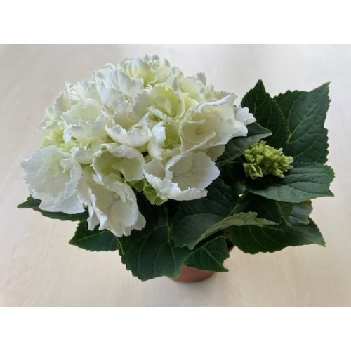 Fehér virágú kerti hortenzia - Hydrangea Macrophylla 'Schneeball' 
