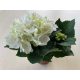 Fehér virágú kerti hortenzia - Hydrangea Macrophylla 'Schneeball' 