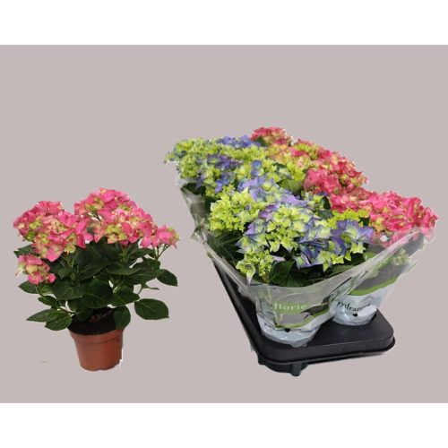 Kerti hortenzia kétféle - Hydrangea Macrophylla hibrid