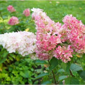   Bugás hortenzia 'Vanille Fraise' - Hydrangea paniculata 'Vanille Fraise'