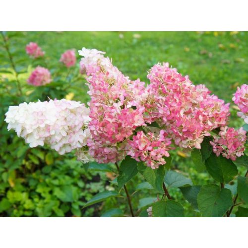 Bugás hortenzia 'Vanille Fraise' - Hydrangea paniculata 'Vanille Fraise'