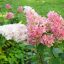 Bugás hortenzia 'Vanille Fraise' - Hydrangea paniculata 'Vanille Fraise'