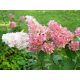 Bugás hortenzia 'Vanille Fraise' - Hydrangea paniculata 'Vanille Fraise'