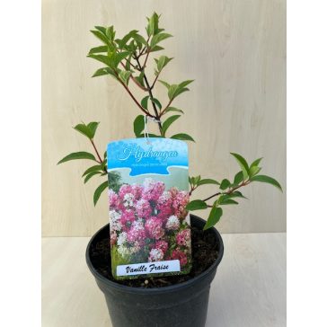  Bugás hortenzia 'Vanille Fraise' - Hydrangea paniculata 'Vanille Fraise'