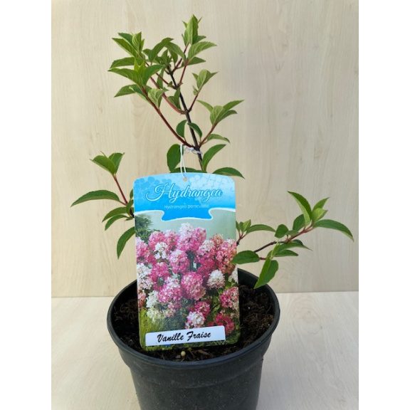 Bugás hortenzia 'Vanille Fraise' - Hydrangea paniculata 'Vanille Fraise'