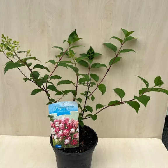 Bugás hortenzia 'Vanille Fraise' - Hydrangea paniculata 'Vanille Fraise'