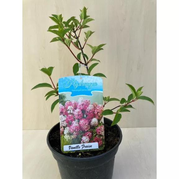 Bugás hortenzia 'Vanille Fraise' - Hydrangea paniculata 'Vanille Fraise'