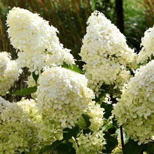 Bugás hortenzia 'Limelight' - Hydrangea paniculata 'Limelight'