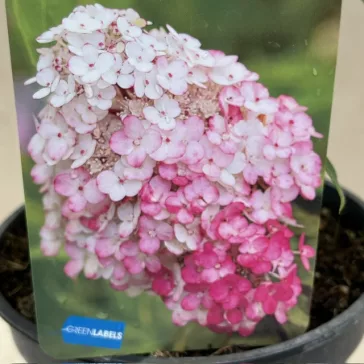 Bugás hortenzia Living Pink & Rose - Hydrangea paniculata 
