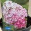 Bugás hortenzia Living Pink & Rose - Hydrangea paniculata 