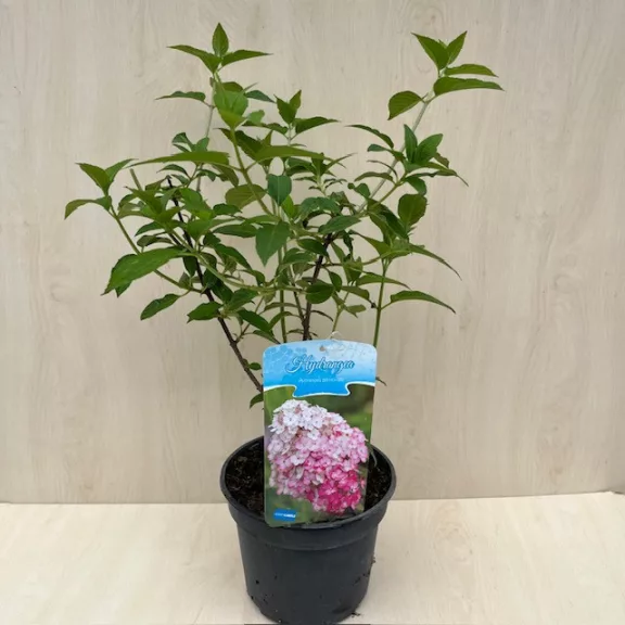 Bugás hortenzia Living Pink & Rose - Hydrangea paniculata 