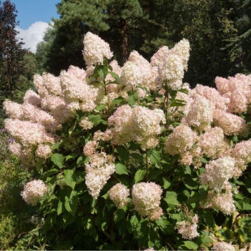Bugás hortenzia 'Phantom' - Hydrangea paniculata 'Phantom'