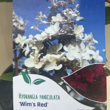 Bugás hortenzia 