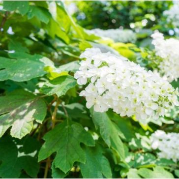   Tölgylevelű hortenzia - Hydrangea quecifolia 'Snow Queen'
