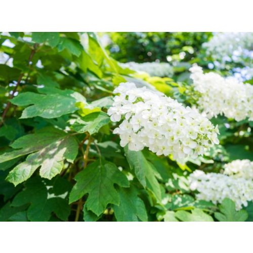 Tölgylevelű hortenzia - Hydrangea quecifolia 'Snow Queen'
