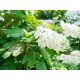 Tölgylevelű hortenzia - Hydrangea quecifolia 'Snow Queen'