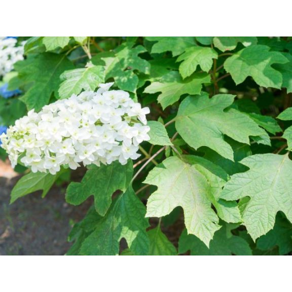 Tölgylevelű hortenzia - Hydrangea quecifolia 'Snow Queen'