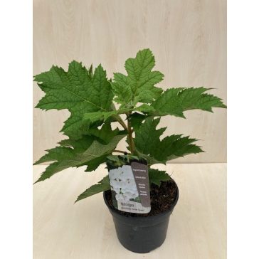   Tölgylevelű hortenzia - Hydrangea quecifolia 'Snow Queen'