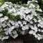 Fátyol Hortenzia " Runaway Bride" - Hydrangea Macrophylla