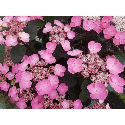 Fűrészeslevelű hortenzia - Hydrangea serrata 'Daredevil'
