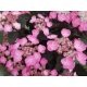 Fűrészeslevelű hortenzia - Hydrangea serrata 'Daredevil'