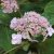 Fűrészeslevelű hortenzia - Hydrangea serrata 'Preziosa'