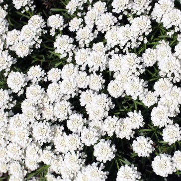   Iberis sempervirens 'Fishbeck' - Örökzöld tatárvirág