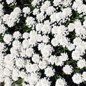   Iberis sempervirens 'Fishbeck' - Örökzöld tatárvirág