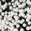 Iberis sempervirens 'Fishbeck' - Örökzöld tatárvirág