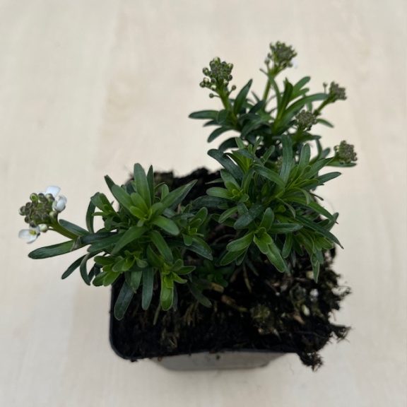 Iberis sempervirens 'Fishbeck' - Örökzöld tatárvirág