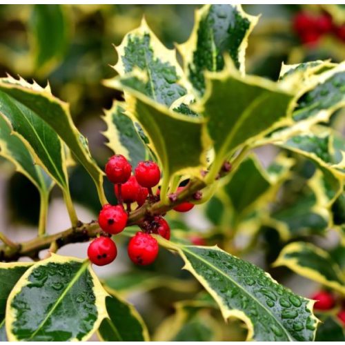 Ilex aquifolium 'Madame Briot' - tarkalevelű magyal