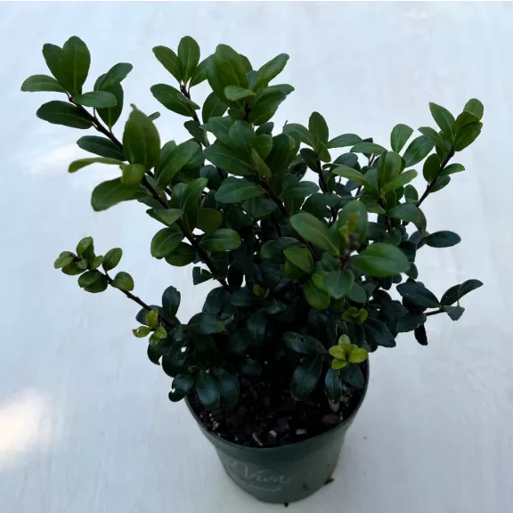 Ilex crenata 'Jenny' - Csipkéslevelű magyal Ilex crenata 'Jenny' - Csipkéslevelű magyal