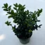 Ilex crenata 'Jenny' - Csipkéslevelű magyal