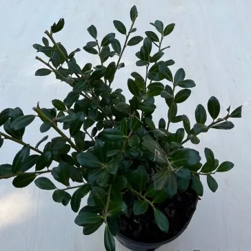 Ilex crenata 