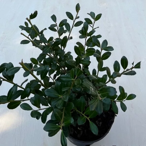 Ilex crenata Ilex crenata