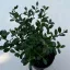 Ilex crenata 