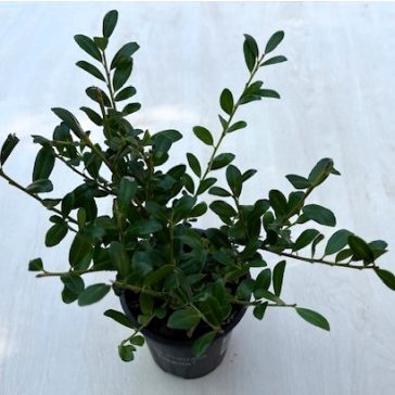 Ilex crenata 