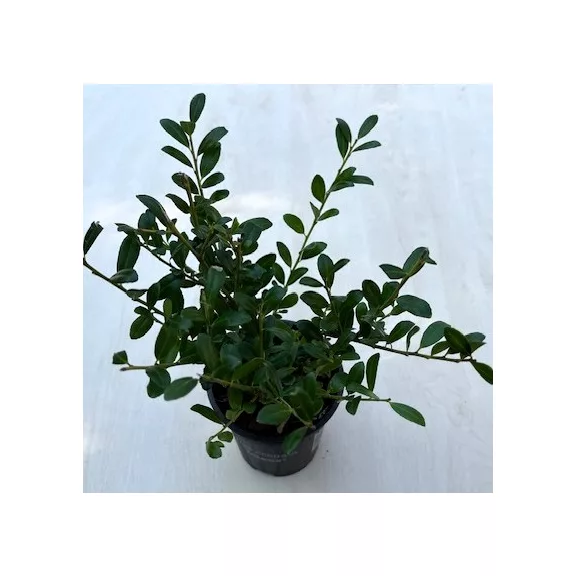 Ilex crenata Ilex crenata
