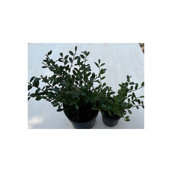 Ilex crenata 