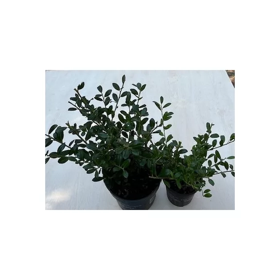 Ilex crenata Ilex crenata