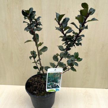   Ilex x meservae 'Blue Prince' - kék magyal (porzós)