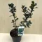 Ilex x meservae 'Blue Prince' - kék magyal (porzós)