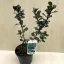 Ilex x meservae 'Blue Prince' - kék magyal (porzós)