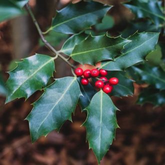   Ilex x meservae 'Blue Princess' - kék magyal (termő)