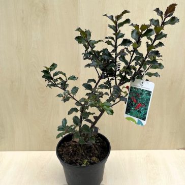   Ilex x meservae 'Blue Princess' - kék magyal (termő)